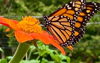 You cannot talk butterfly language with caterpillar people