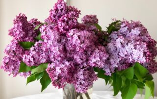 The last lilac arrangement for a dying mother-in-law