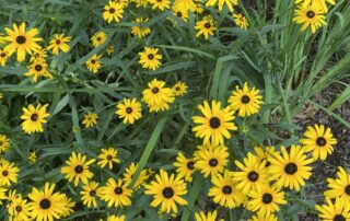like wild flowers. we bloom and die