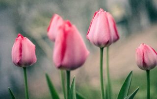 Pink tulips stand tall in a garden.