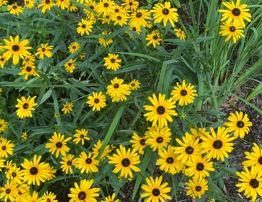 Black Eyed Susans