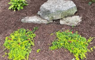 Plants restored to life