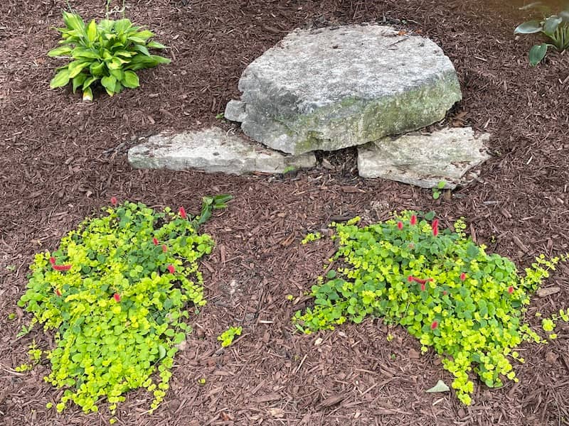 Plants restored to life